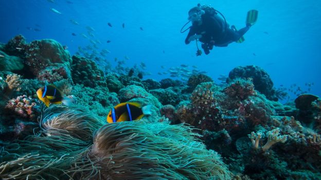 diver among corals