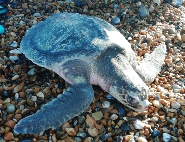 Olive ridley turtle