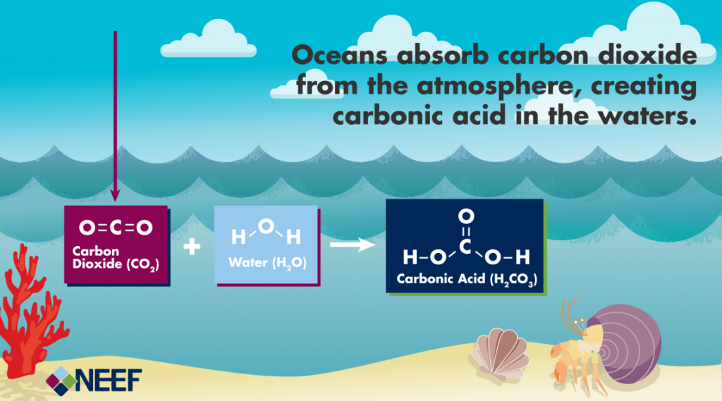 Short infographic on the oceans absorbing carbon dioxide