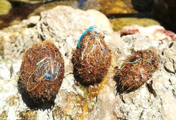 When blades of the seagrass break or fall off, their fibres can form tangled masses called 'Neptune balls', this image shows three of them.