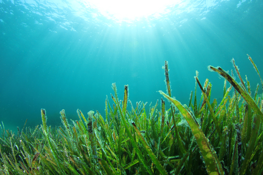 A seagrass meadow in daytime