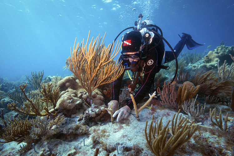 Diver conducting coral restoration work