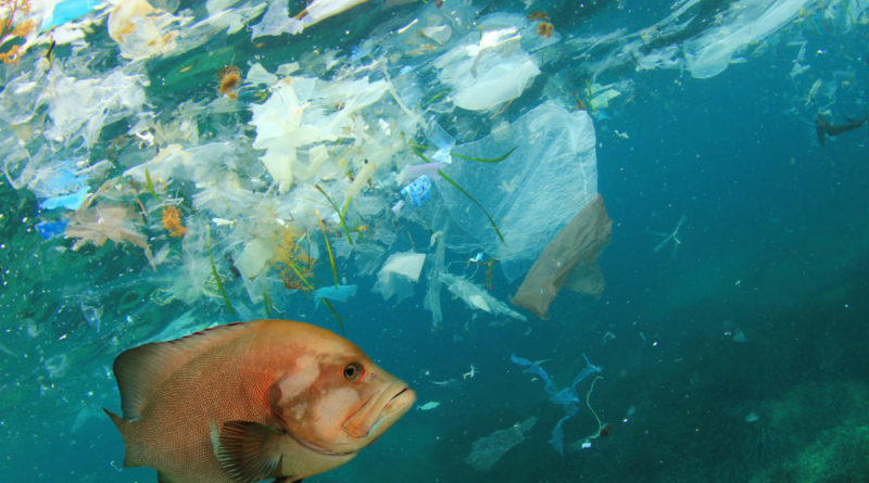 Plastic in the fish we eat – Ocean Desk